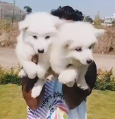 Purchase Friendly Pomeranian  Puppy from Bangalore